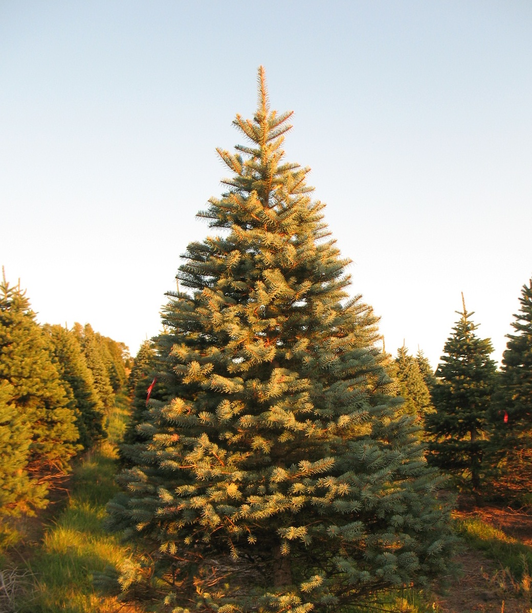 Blue Spruce Christmas tree