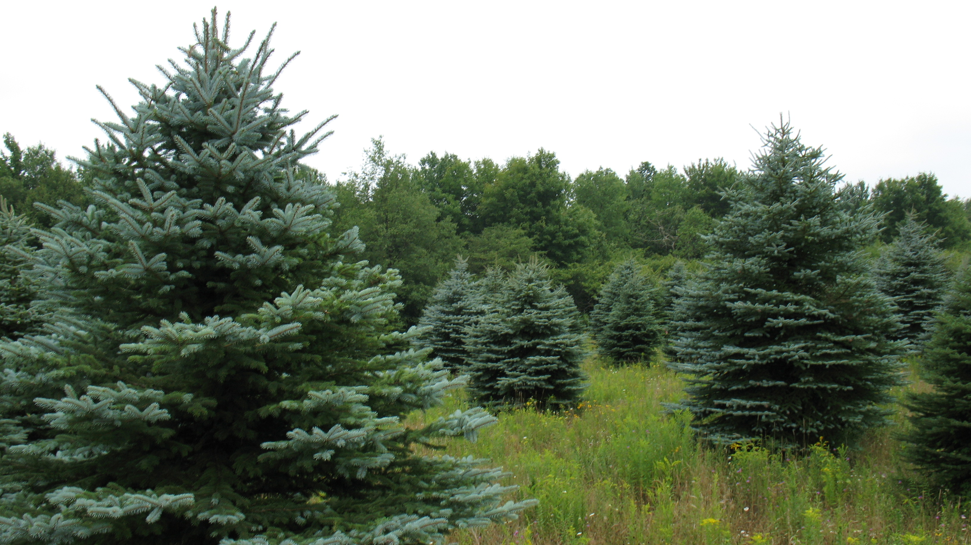 Blue Spruce Field