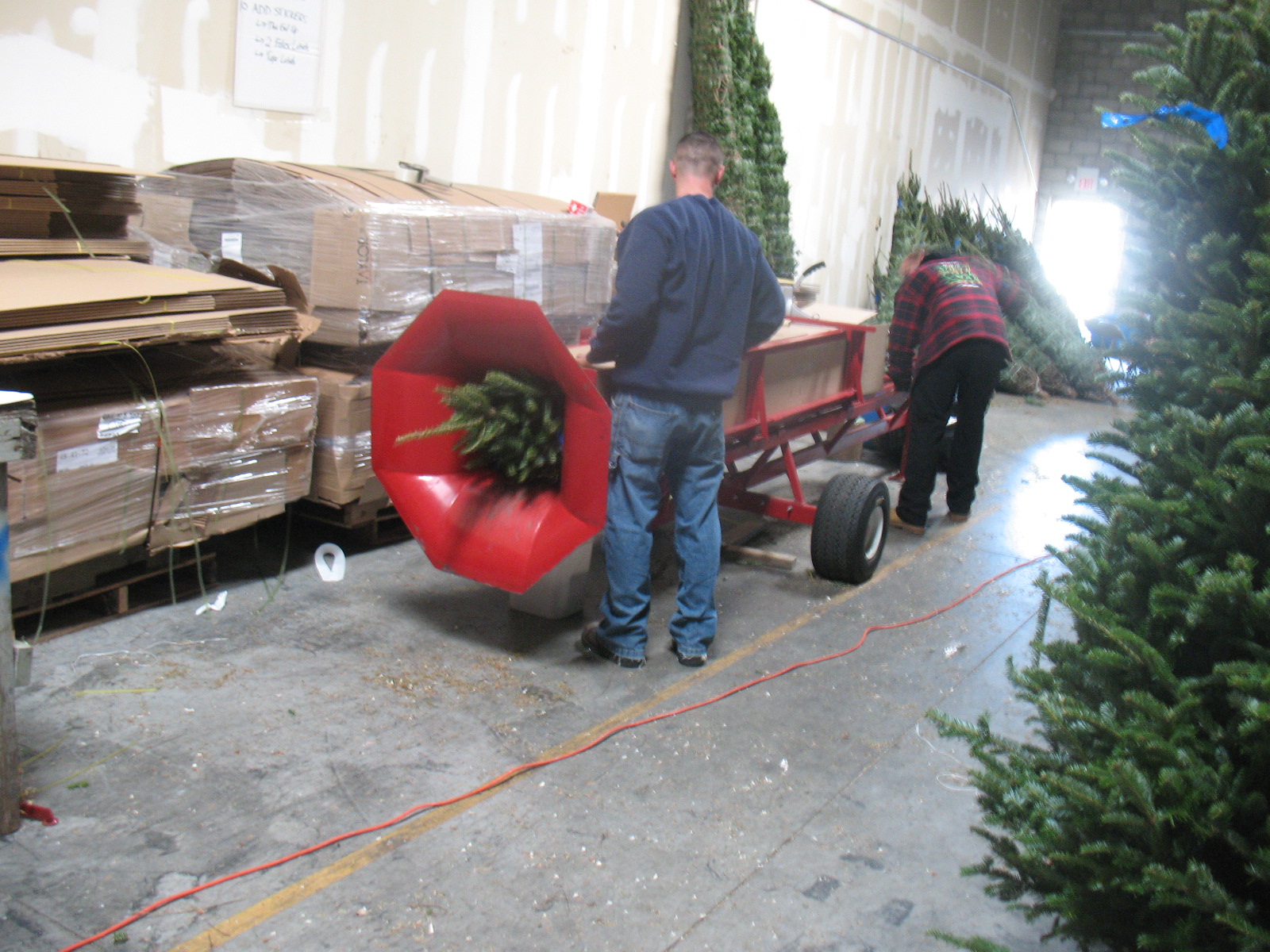 Christmas Tree Boxing