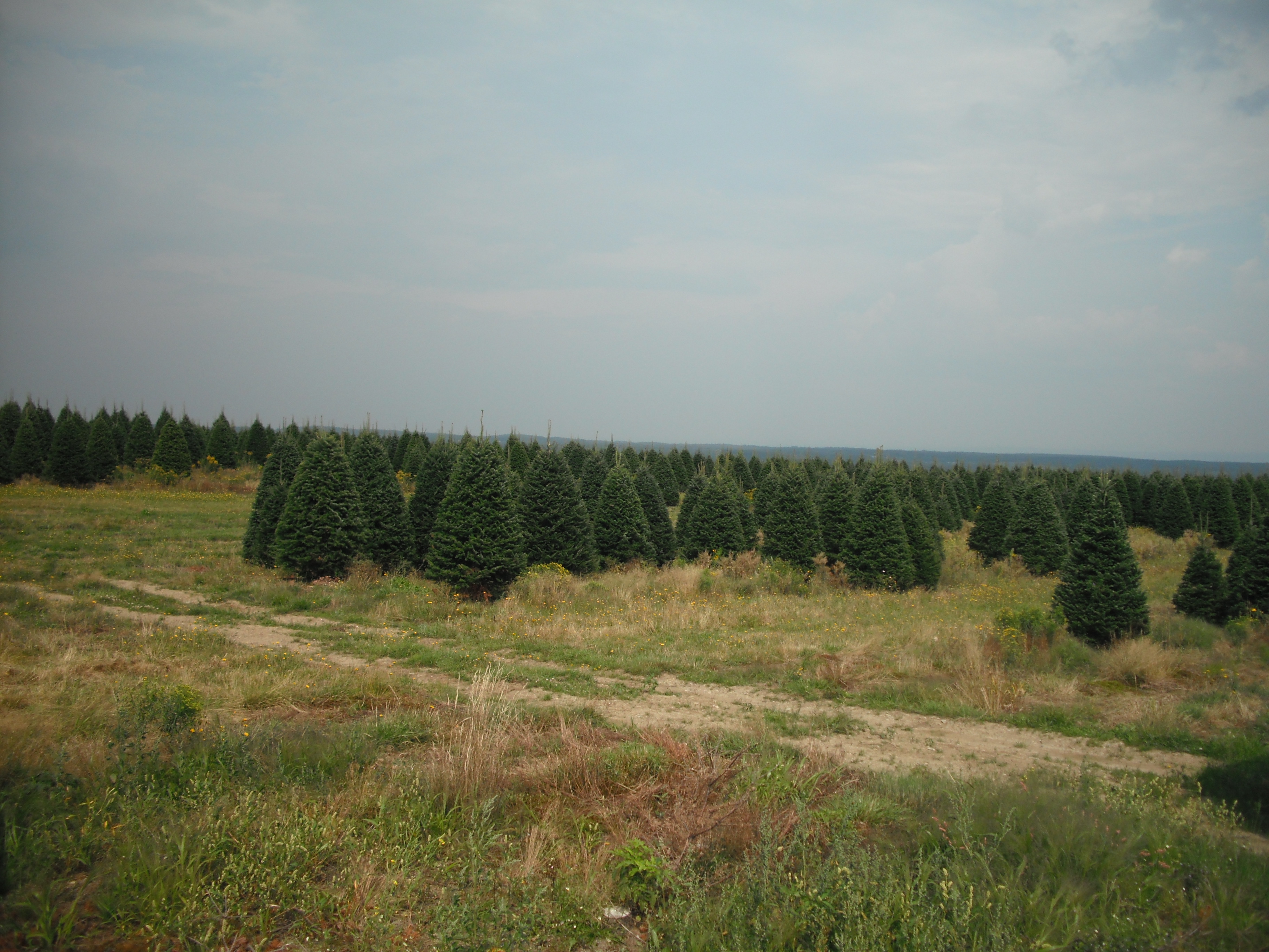 christmas tree field
