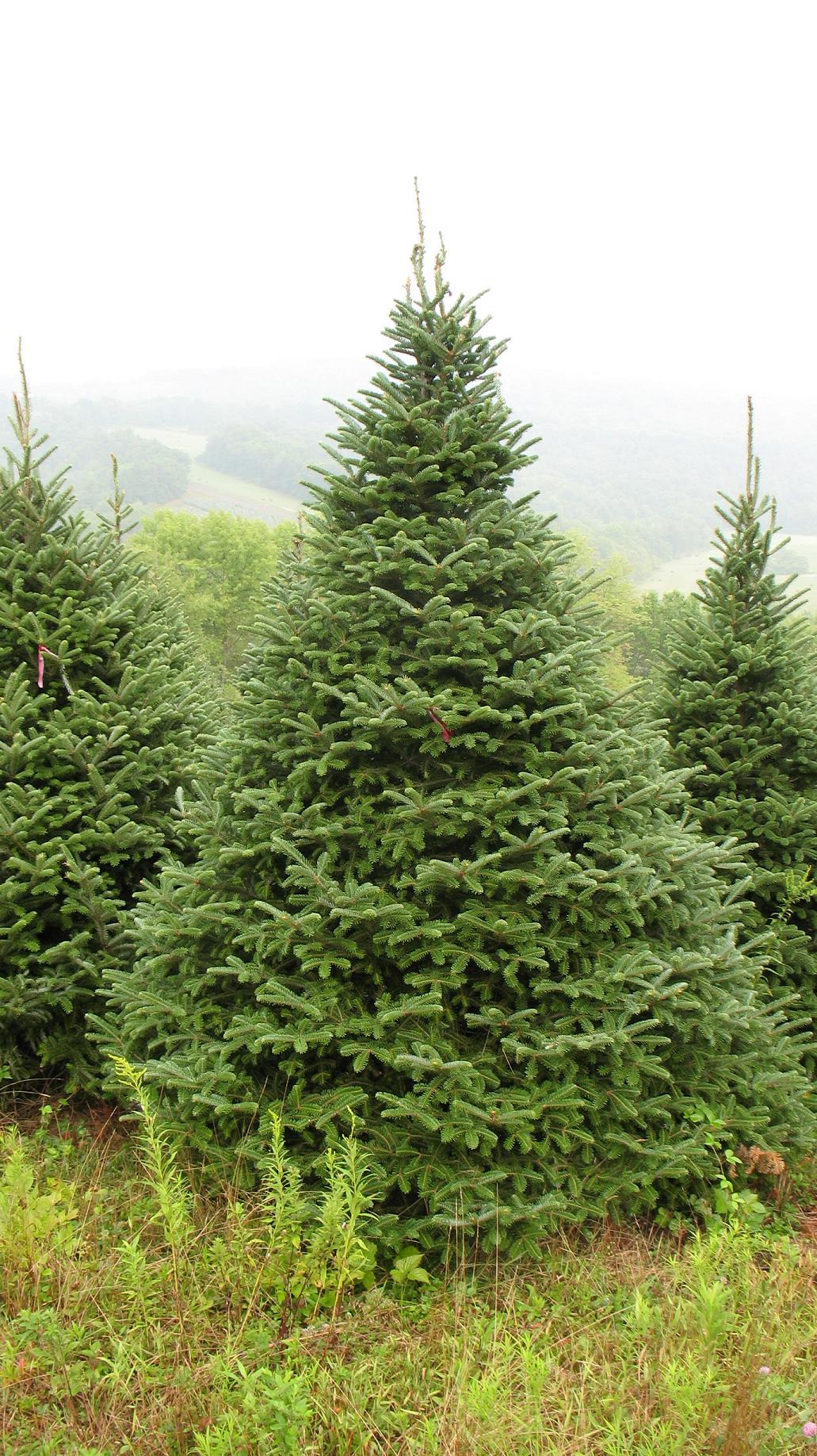 FraserFir