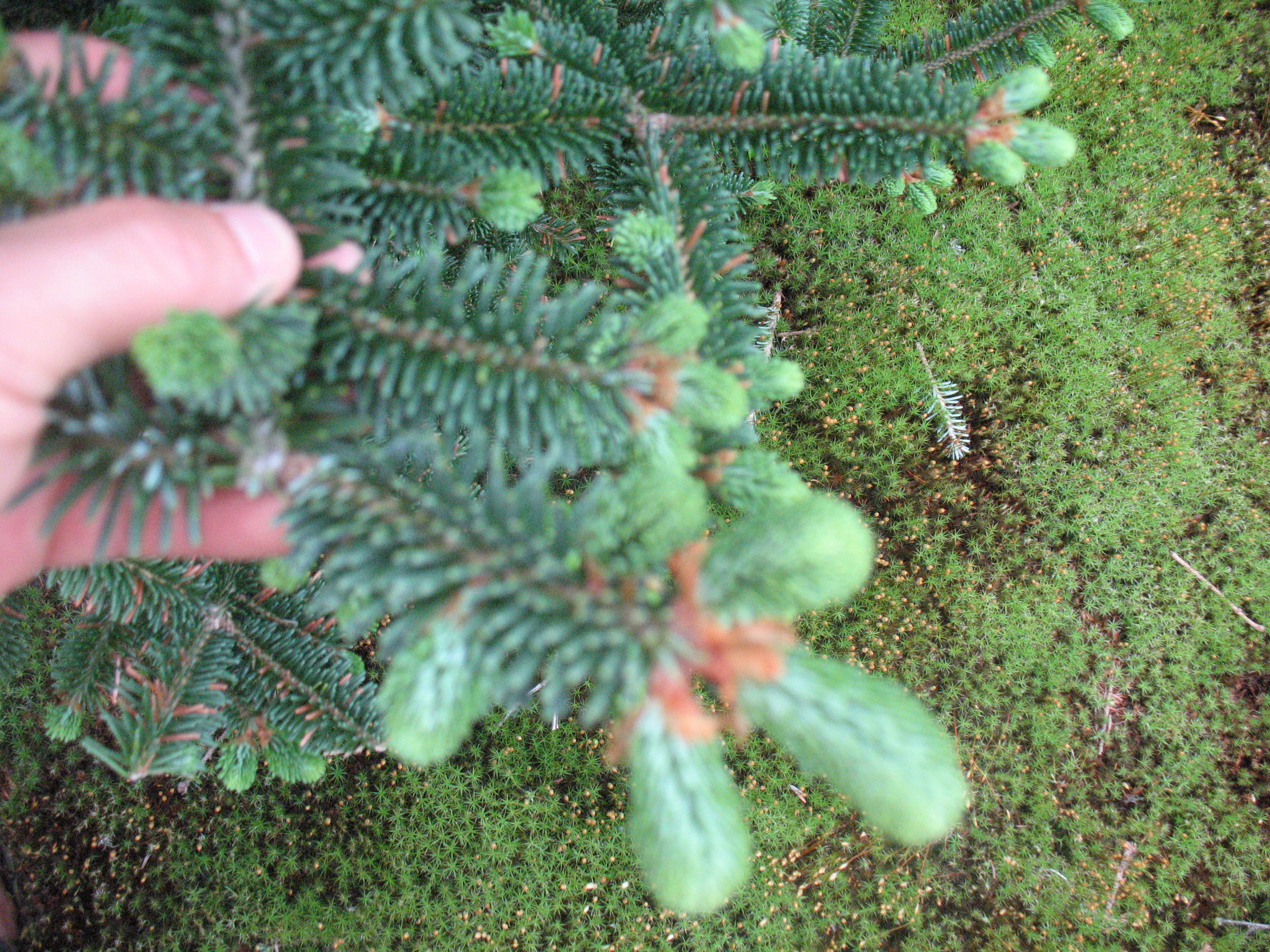 New Fraser Growth June 2011