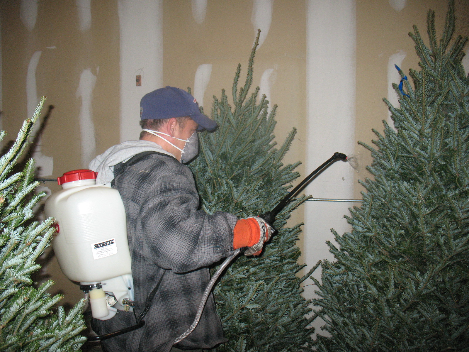 Spraying Christmas Tree Fire Retardant