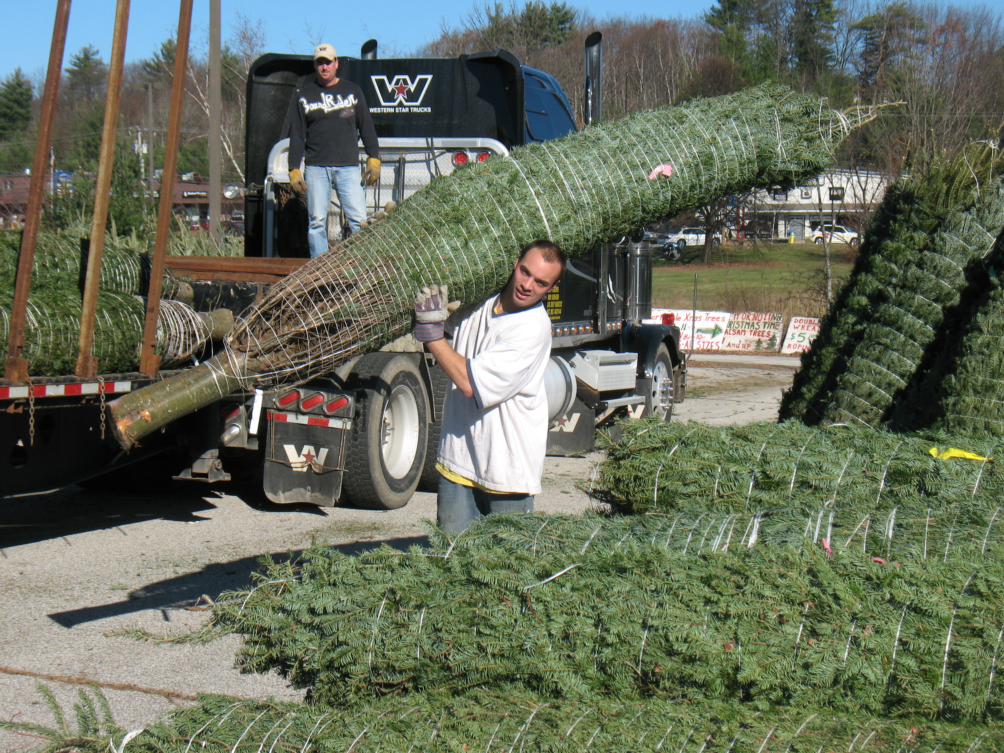 Christmas Tree Trucking Photos