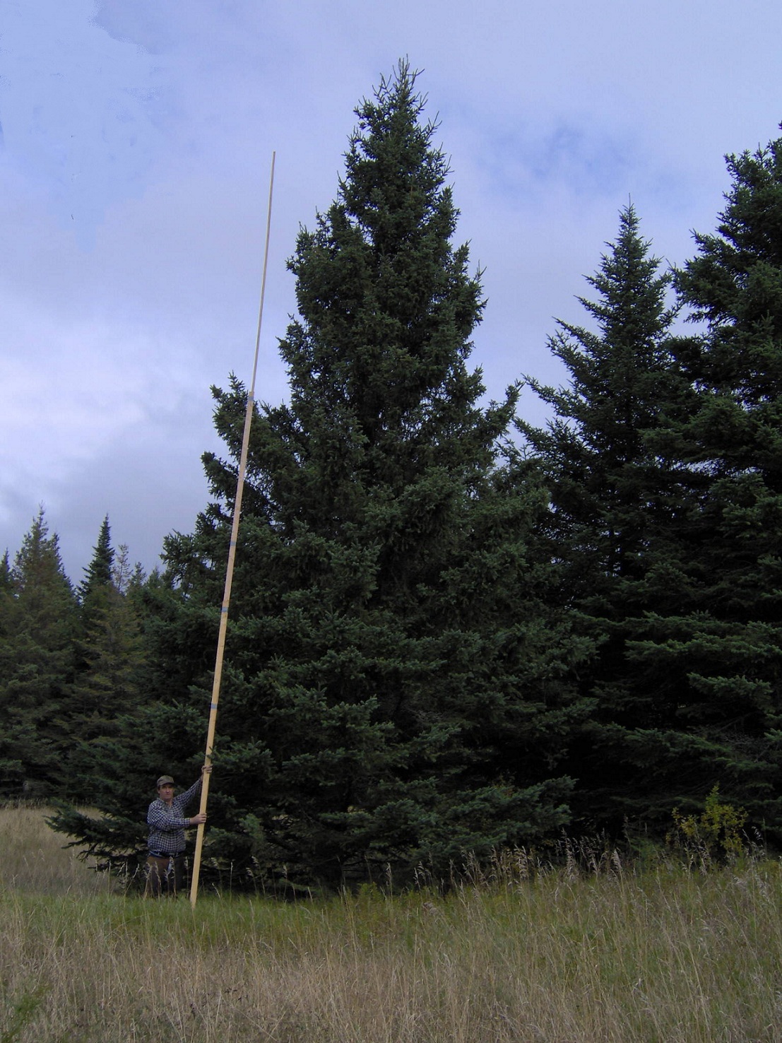 Large Blue Spruce