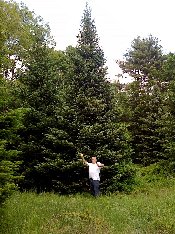 Large Fraser Fir