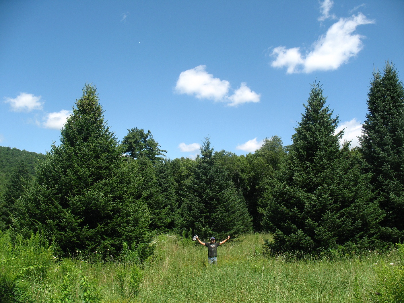 Large Tree Plantation