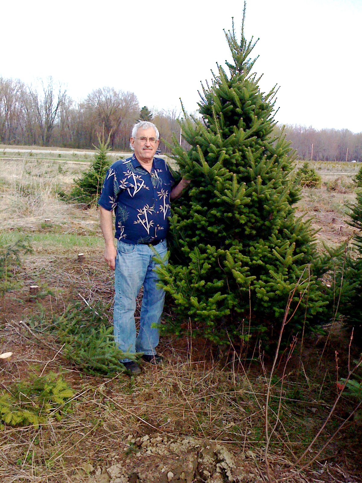 White Spruce