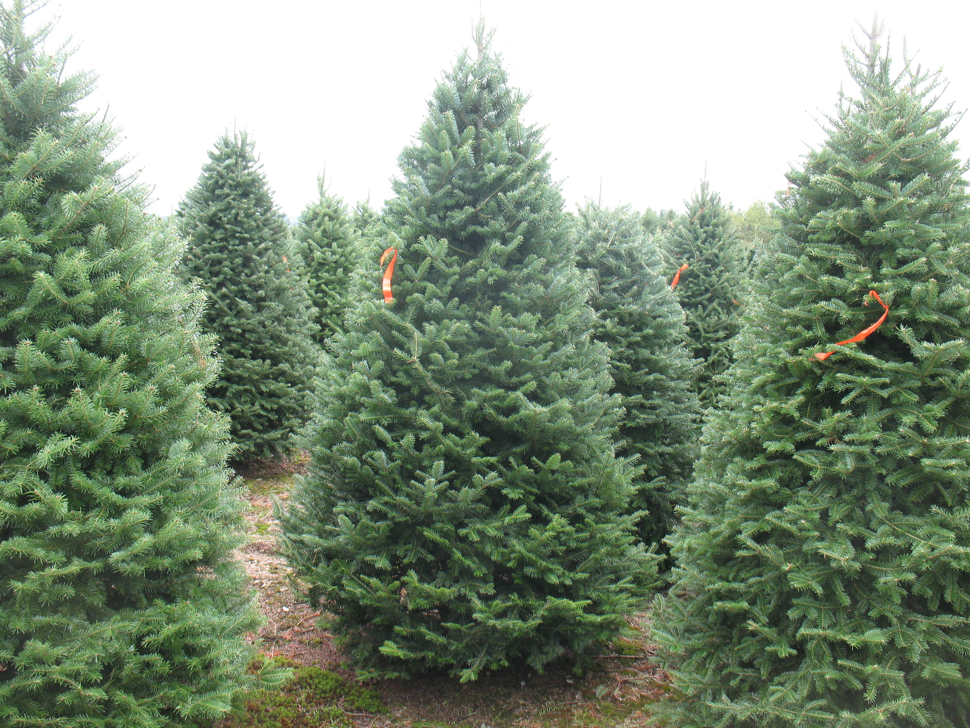 balsam fir