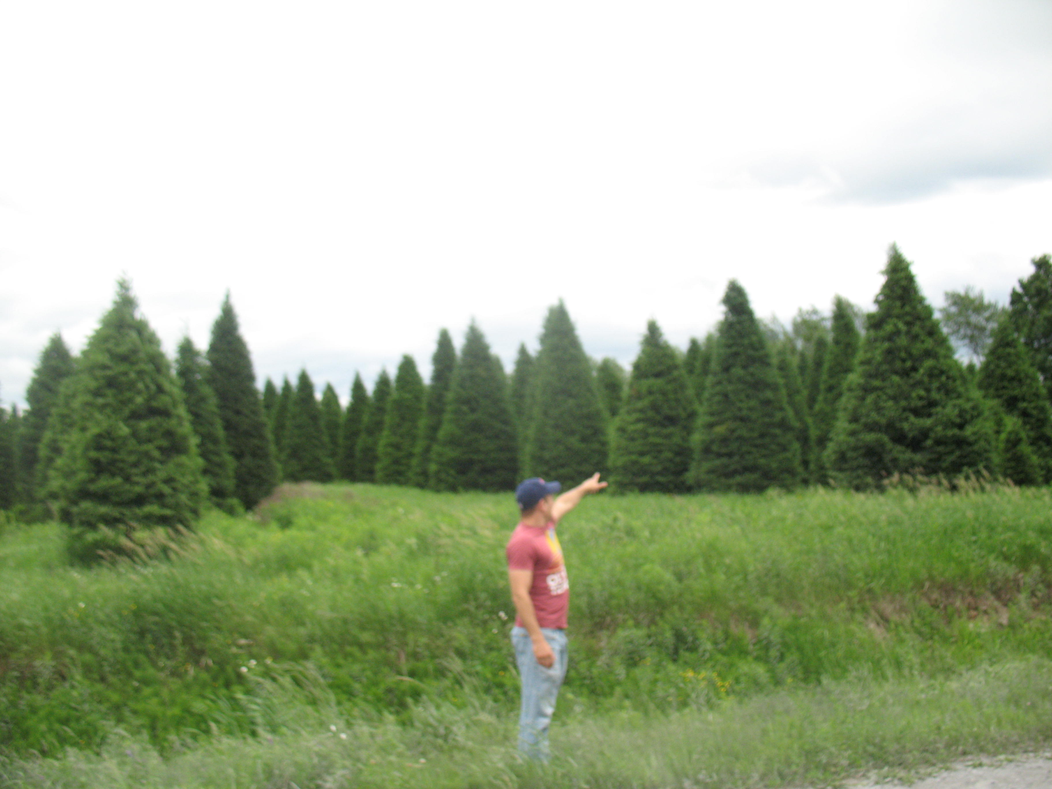 look at all the big trees!