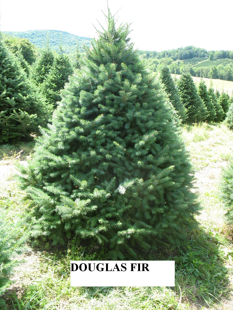 douglas fir
