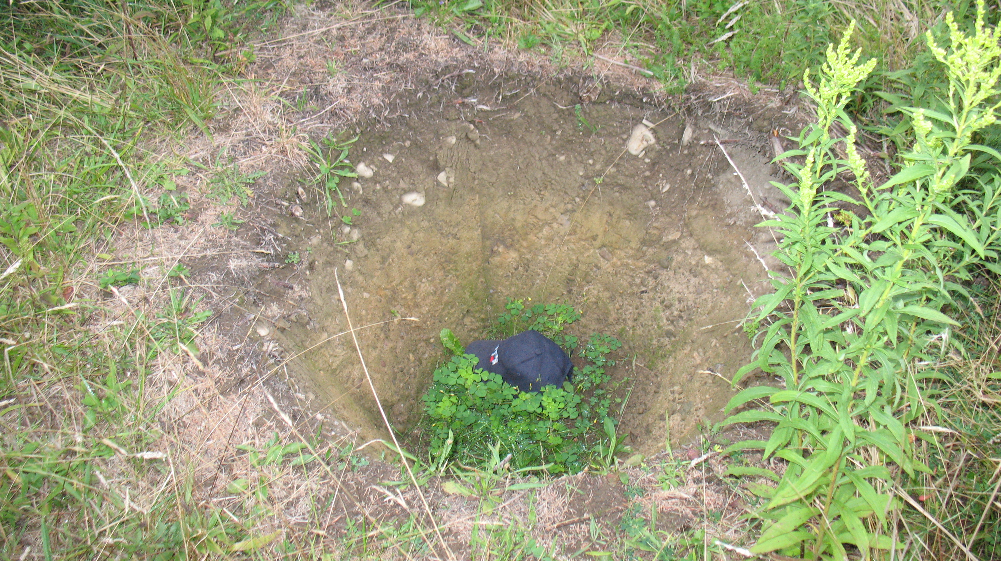 large tree hole