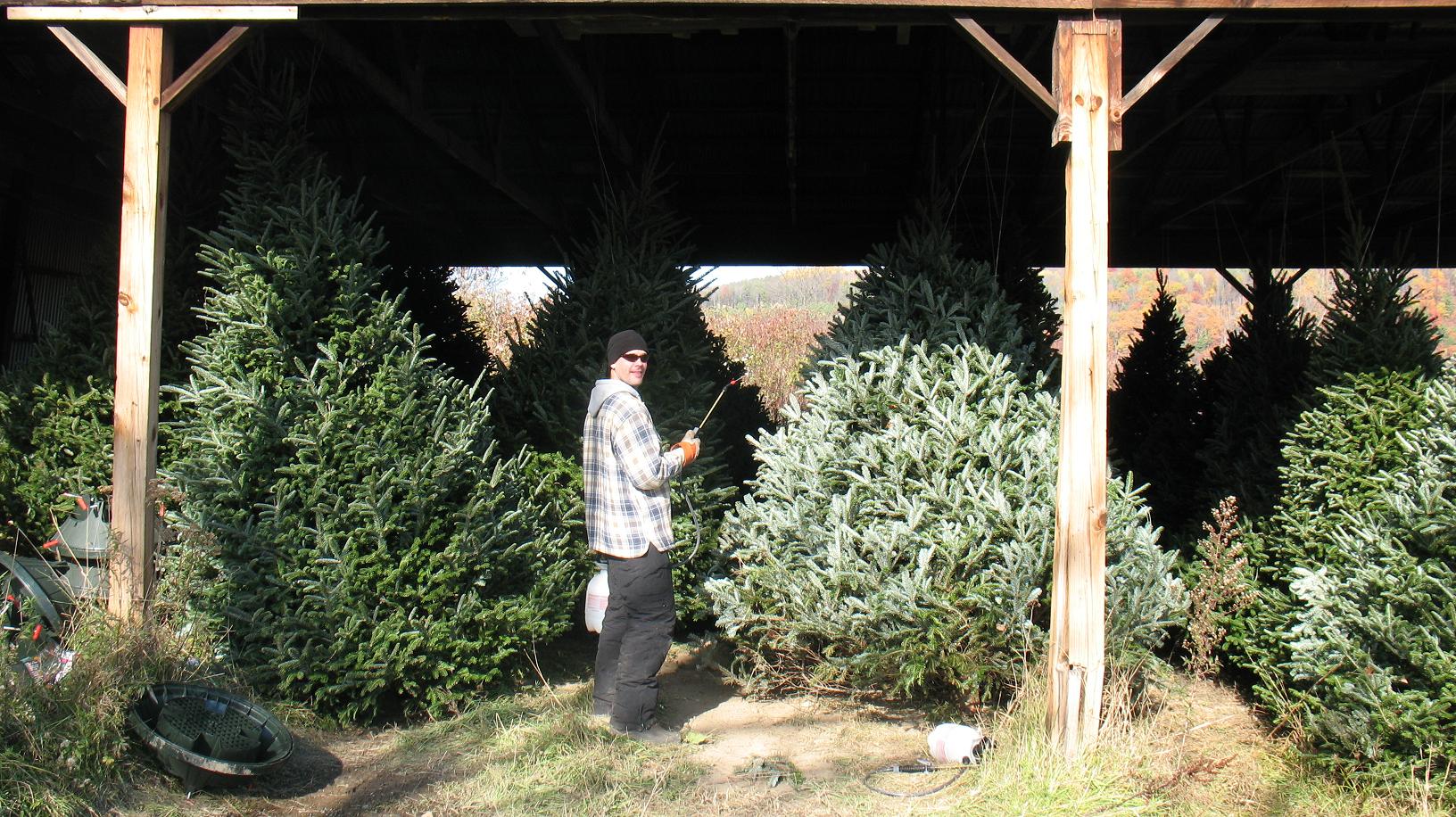 Damian Ulsikas christmas Tree Fire Retardant