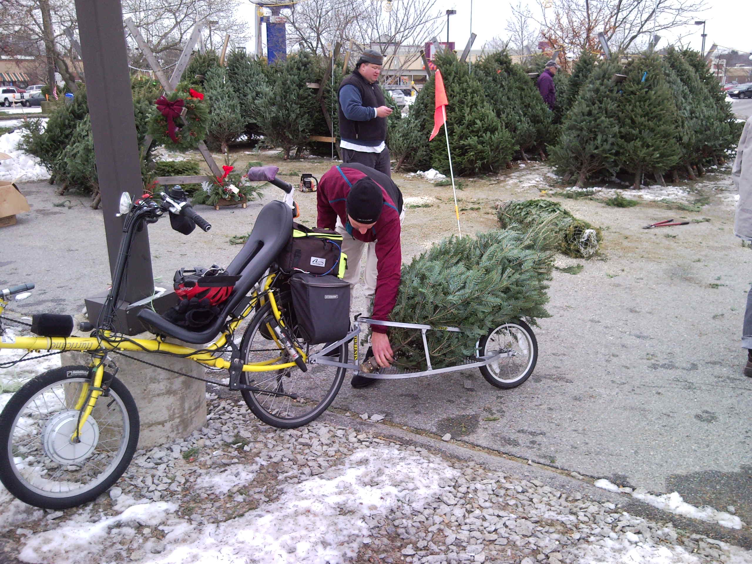 xmas tree bike delivery