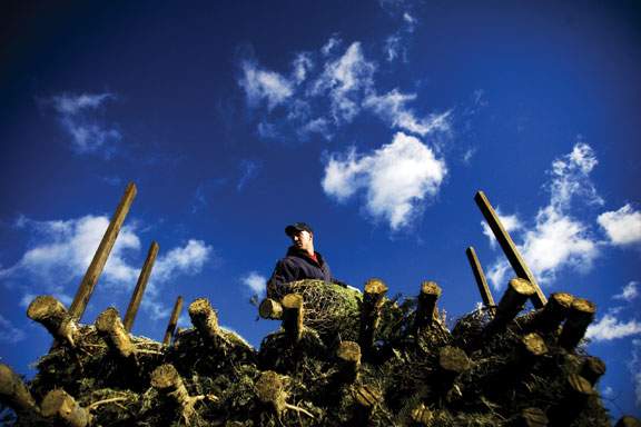 Christmas Tree Truck