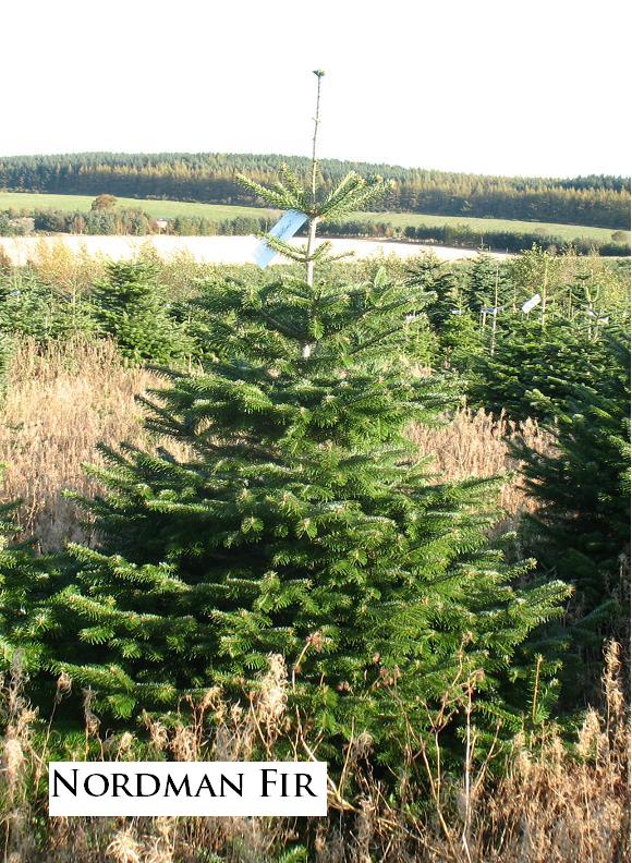 scot Nordman Fir