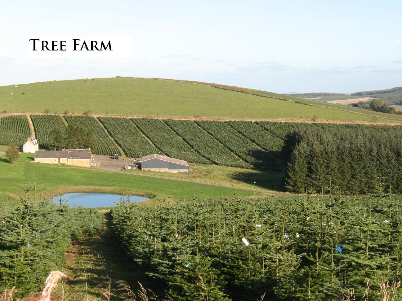 tree farm