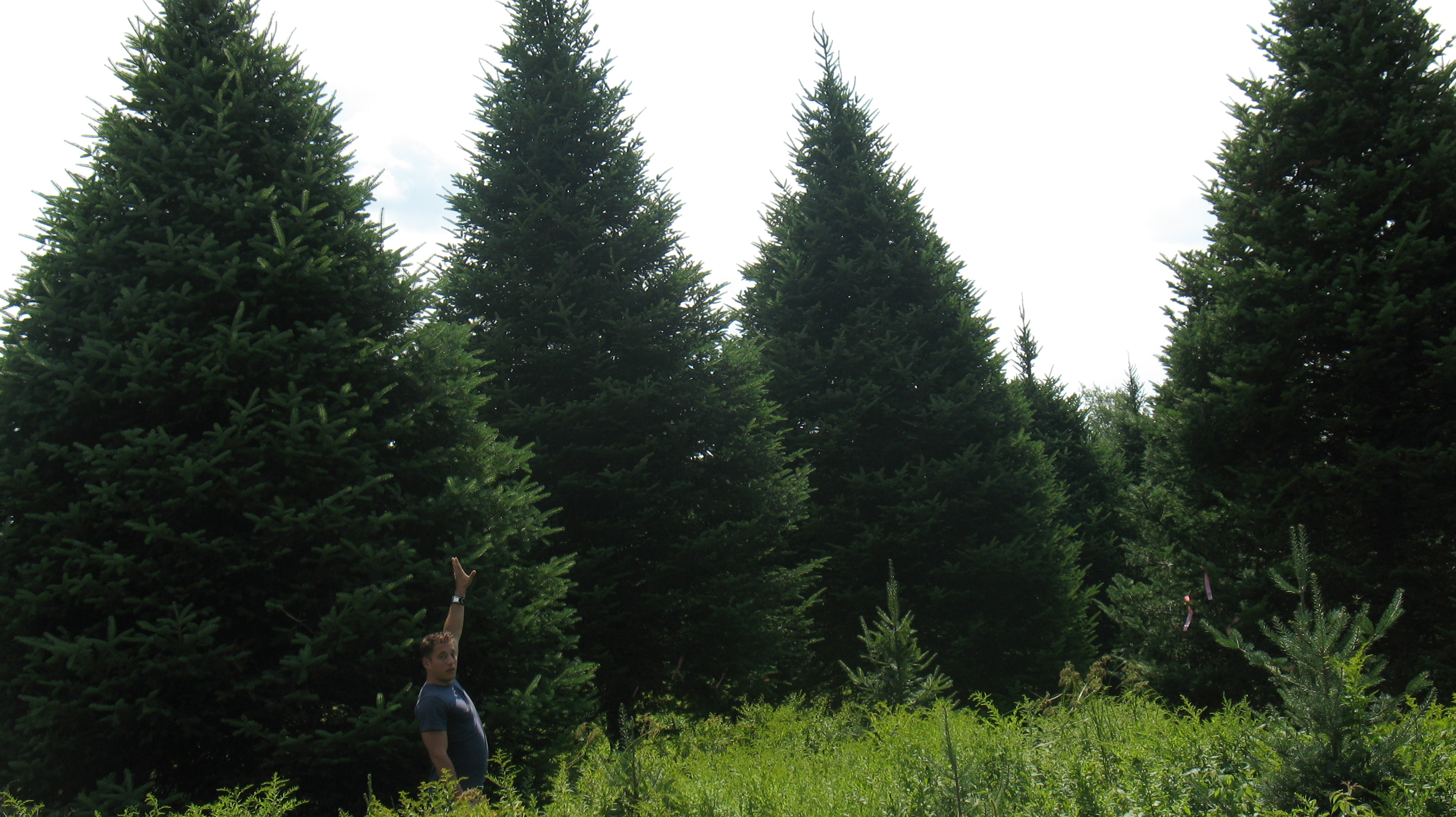 large christmas trees field